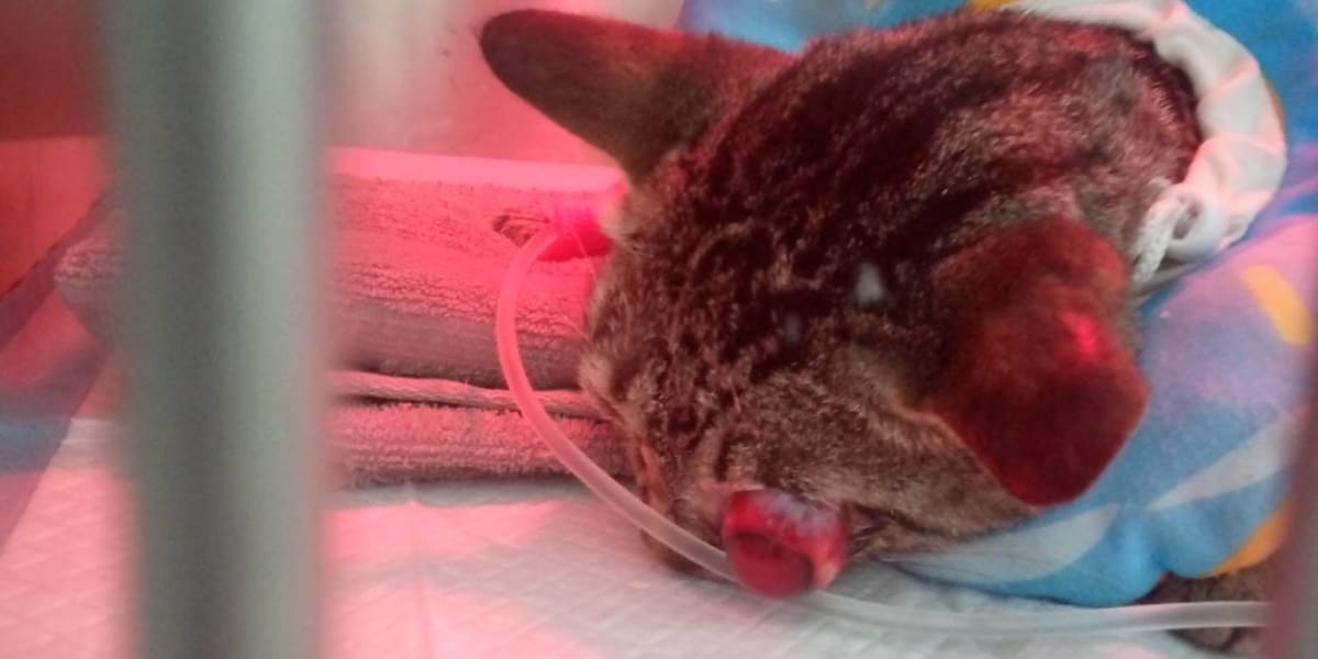 Help Save Sweetie After a Devastating Hit-and-Run Accident
