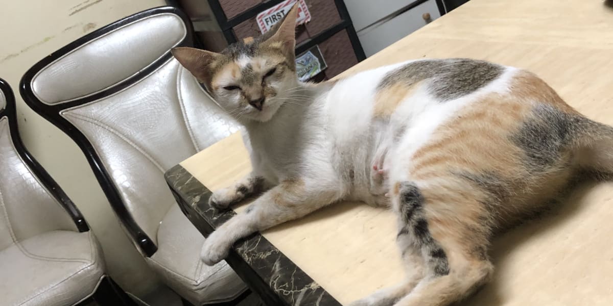 Help Pia to support her cats