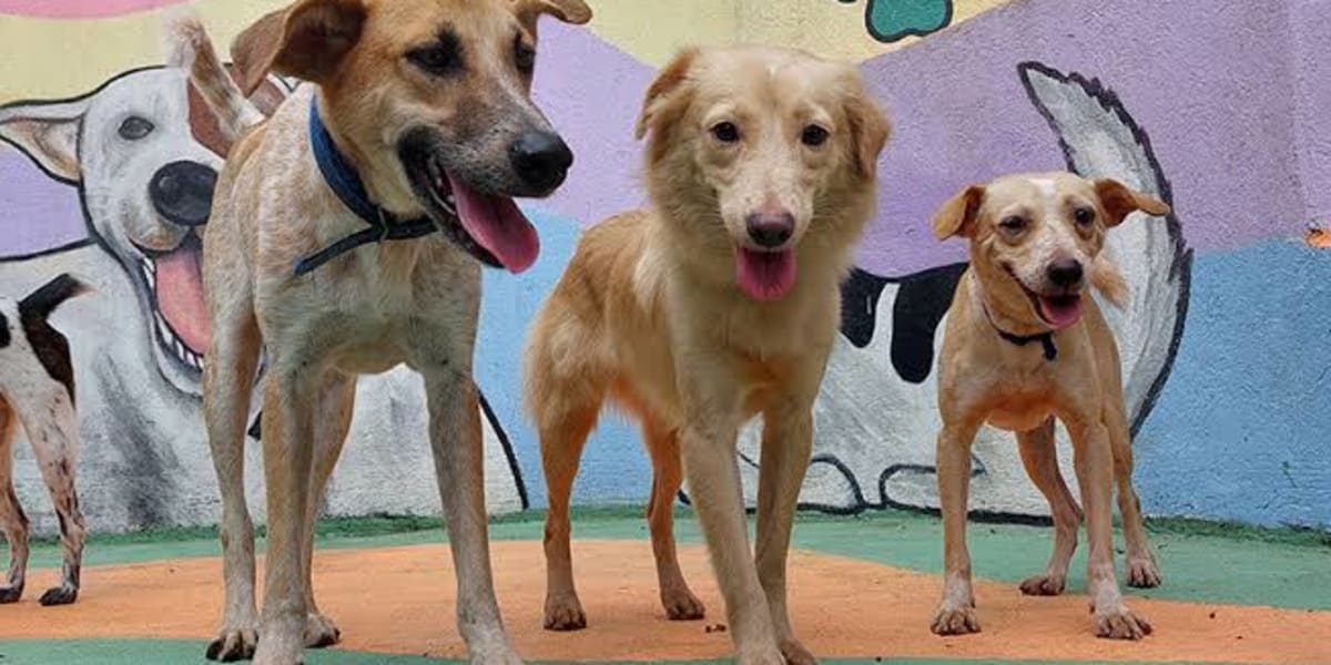 Paws of Hope 
