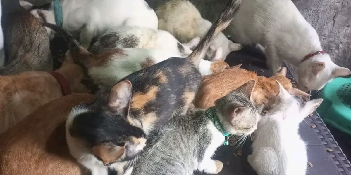 help stray cat and dog to feed them 
