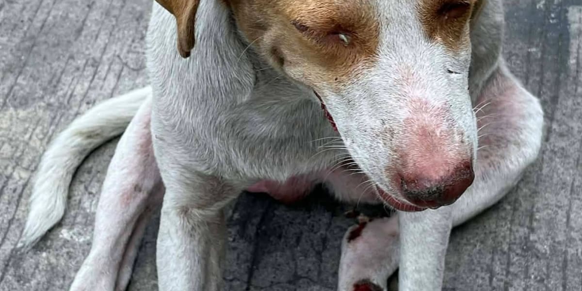 Help Build an Urgently Needed Home for Rescued Animals in Tanauan, Batangas