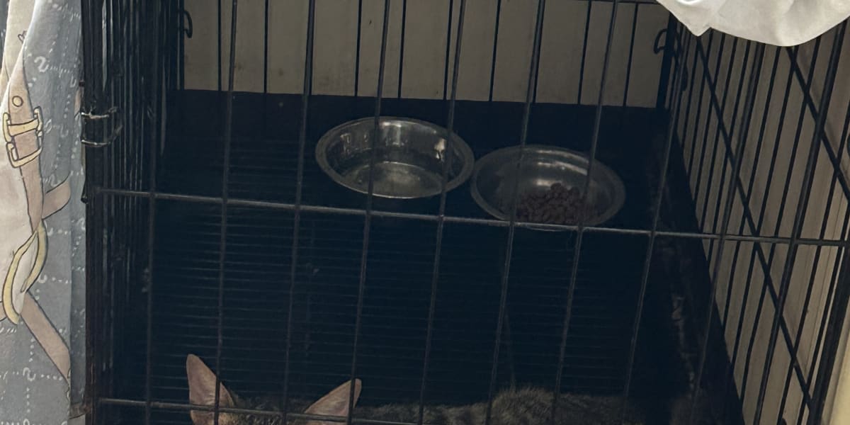 Help Jen with medical assistance for rescued animals