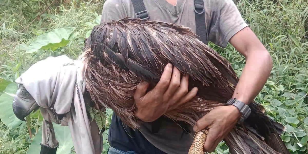 Let's honor Marven's PH Eagle rescue