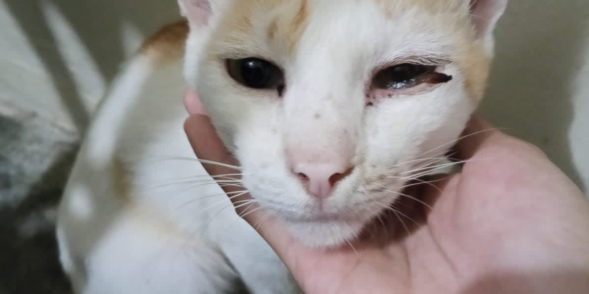Help for the treatment of my cat 😔
