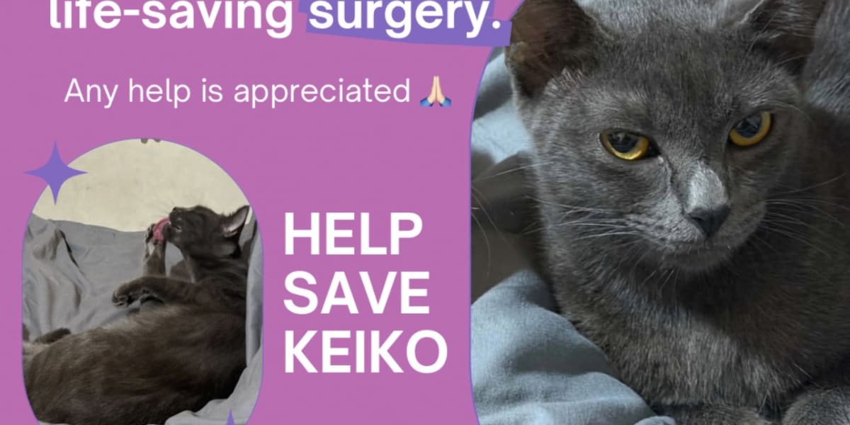 Help Keiko Survive Pyometra Surgery 
