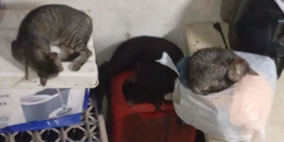 Help us give shelter, love and hope to stray dogs and cats.