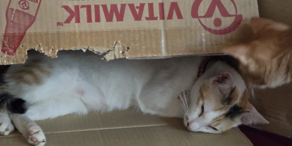 Help Feed My Rescued Cats