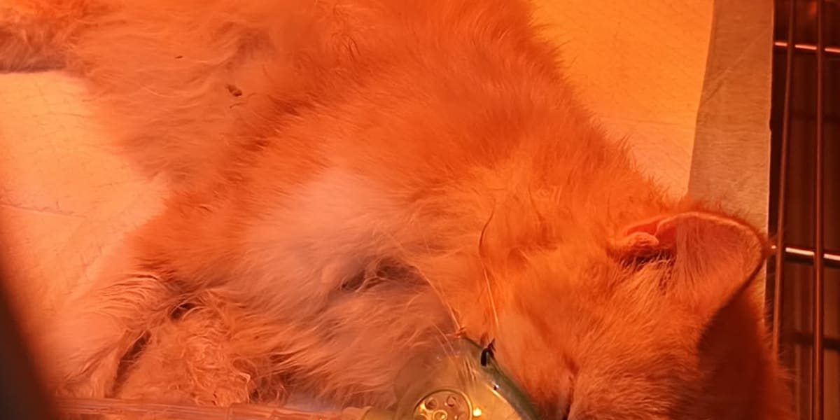 Ravi Needs Your Help to Survive and Heal
