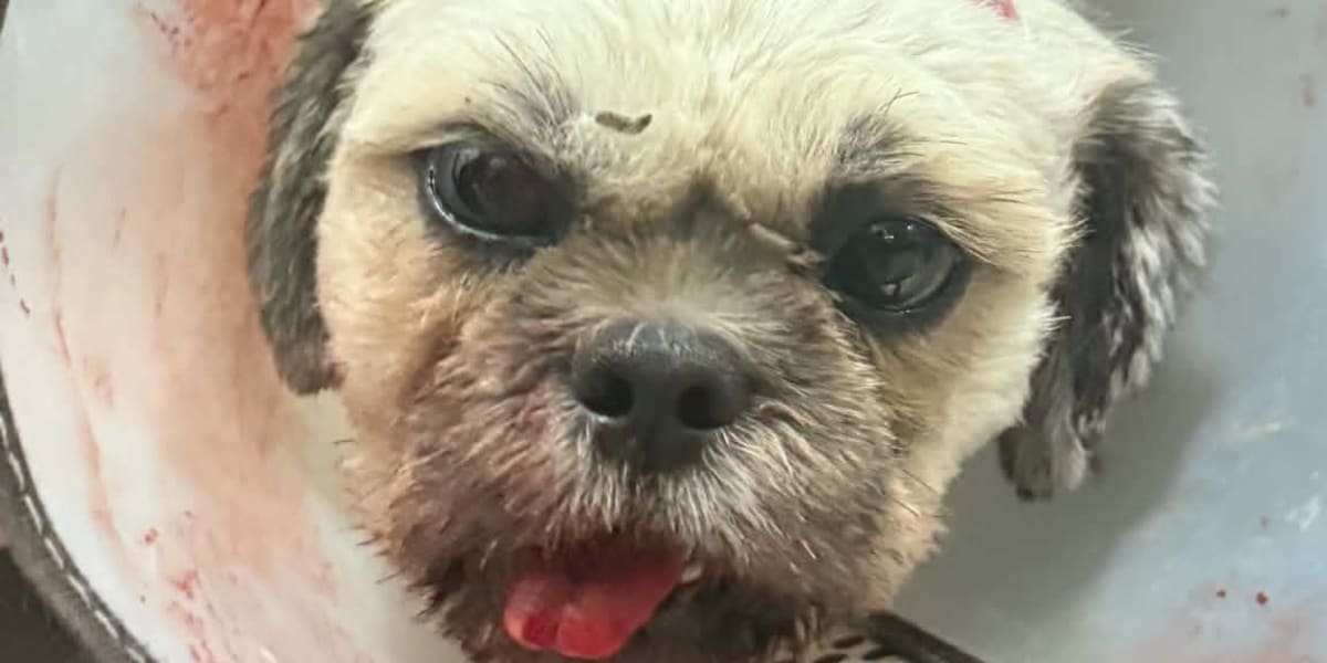 Save Pablo: Help Fund His Life-Saving Surgery