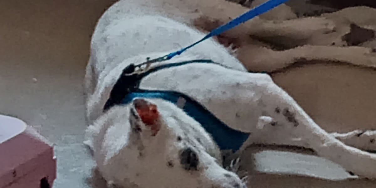 My 5-year-old Dog is Weakening from UTI