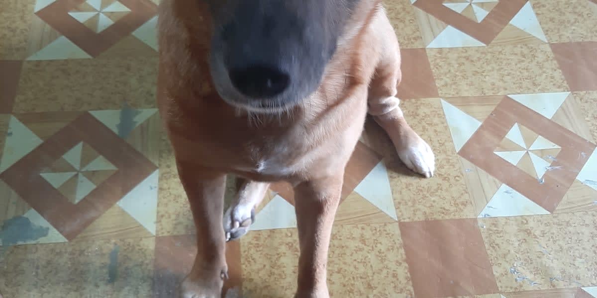 Help Brownie2 My Loyal Companion Get the Treatment She Needs