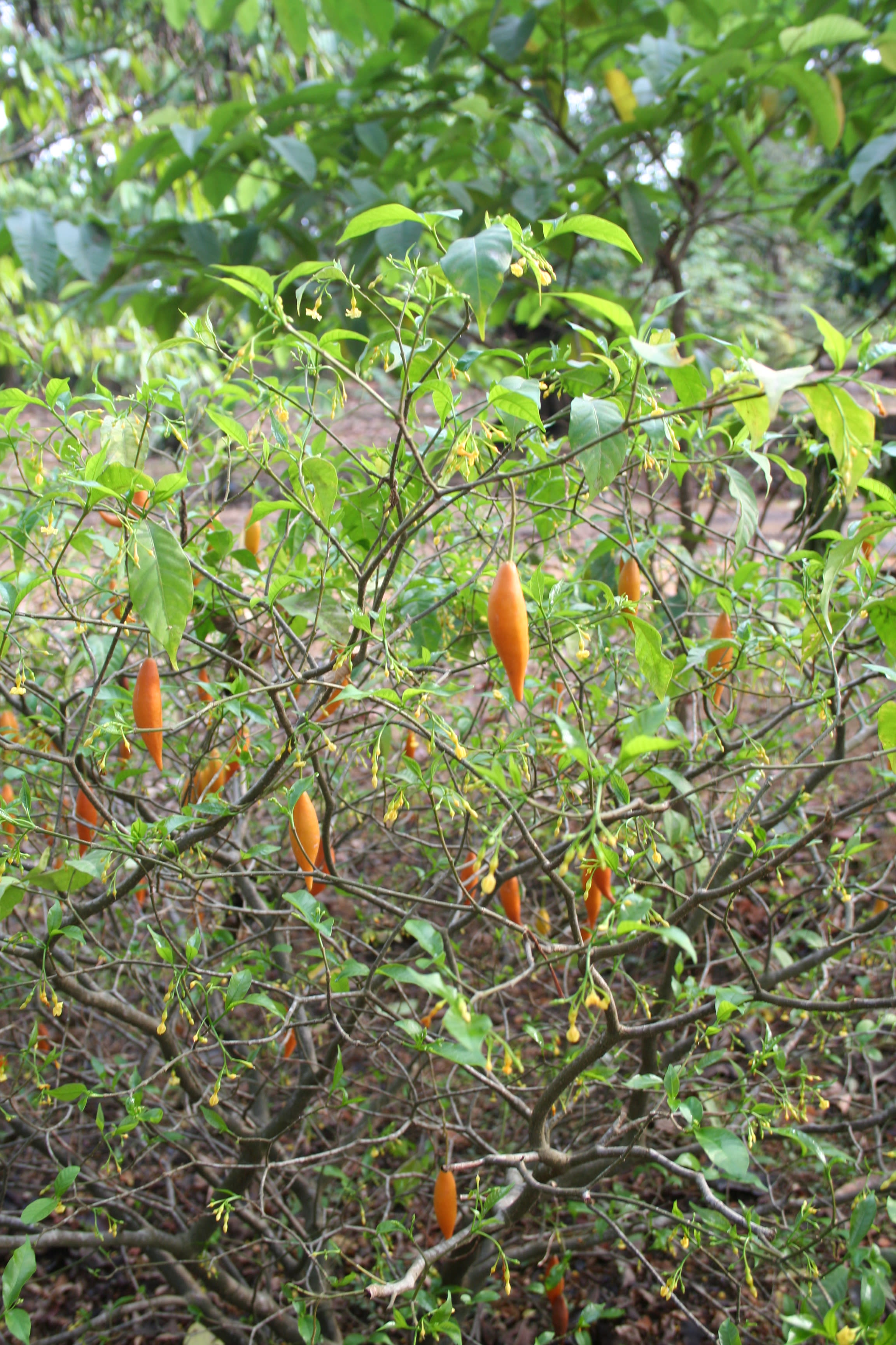 Tabernanthe Iboga Tree