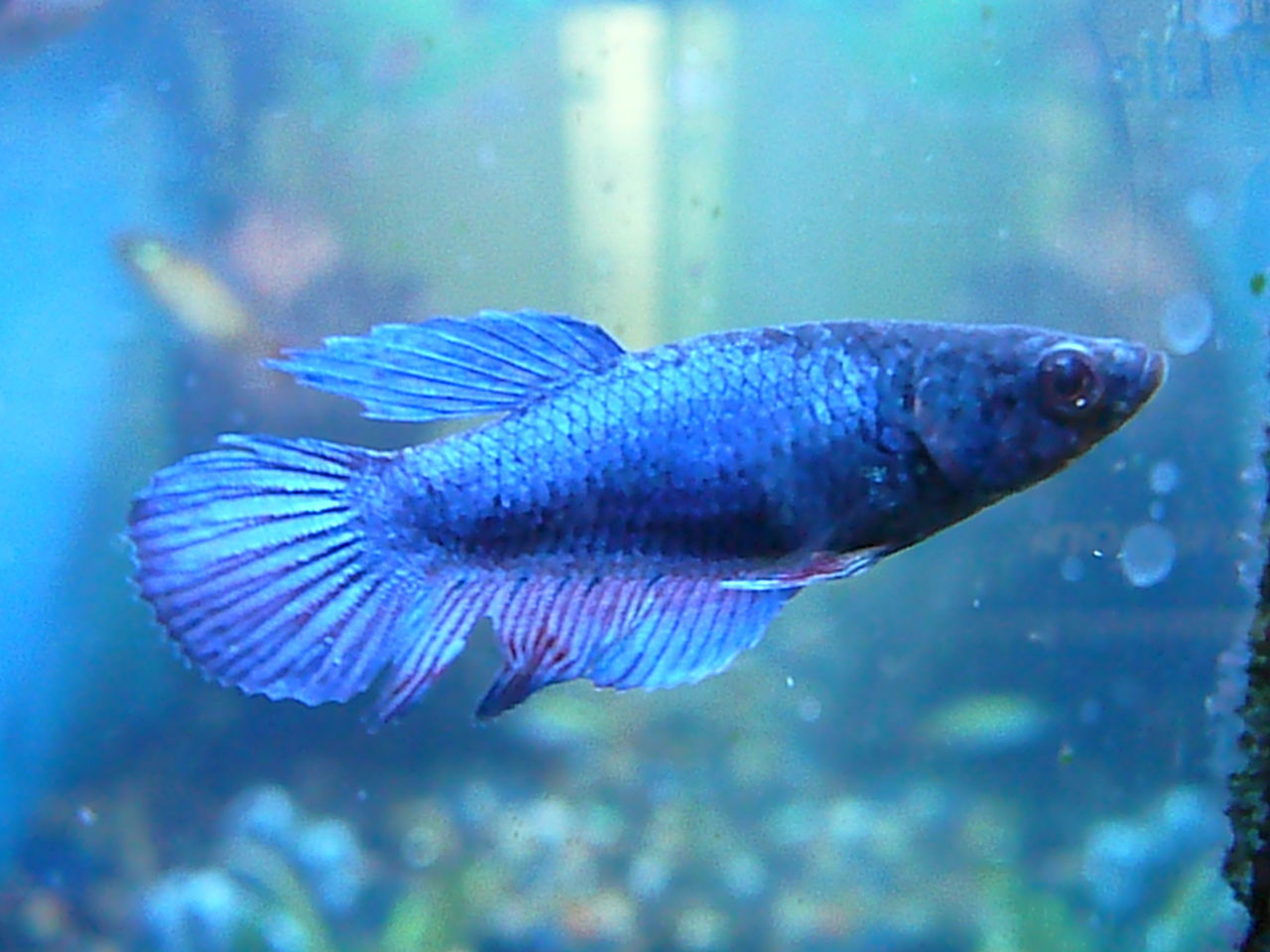 Siamese Fighting Fish