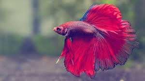 Siamese Fighting Fish - Male