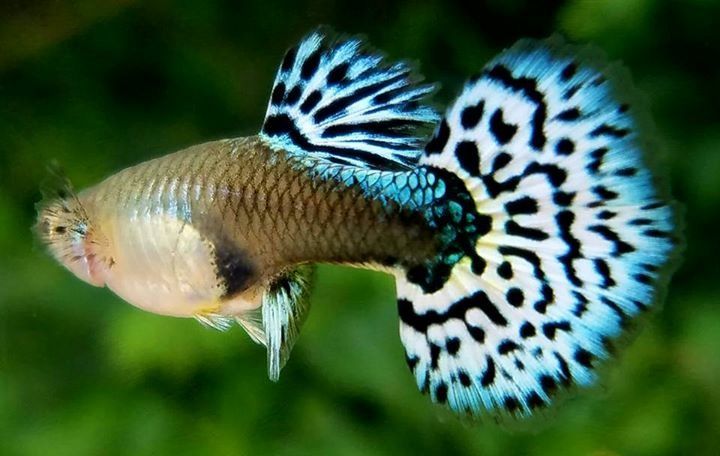 Fancy Guppy