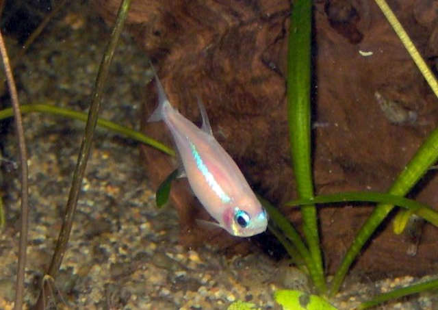 Diamond Neon Tetra