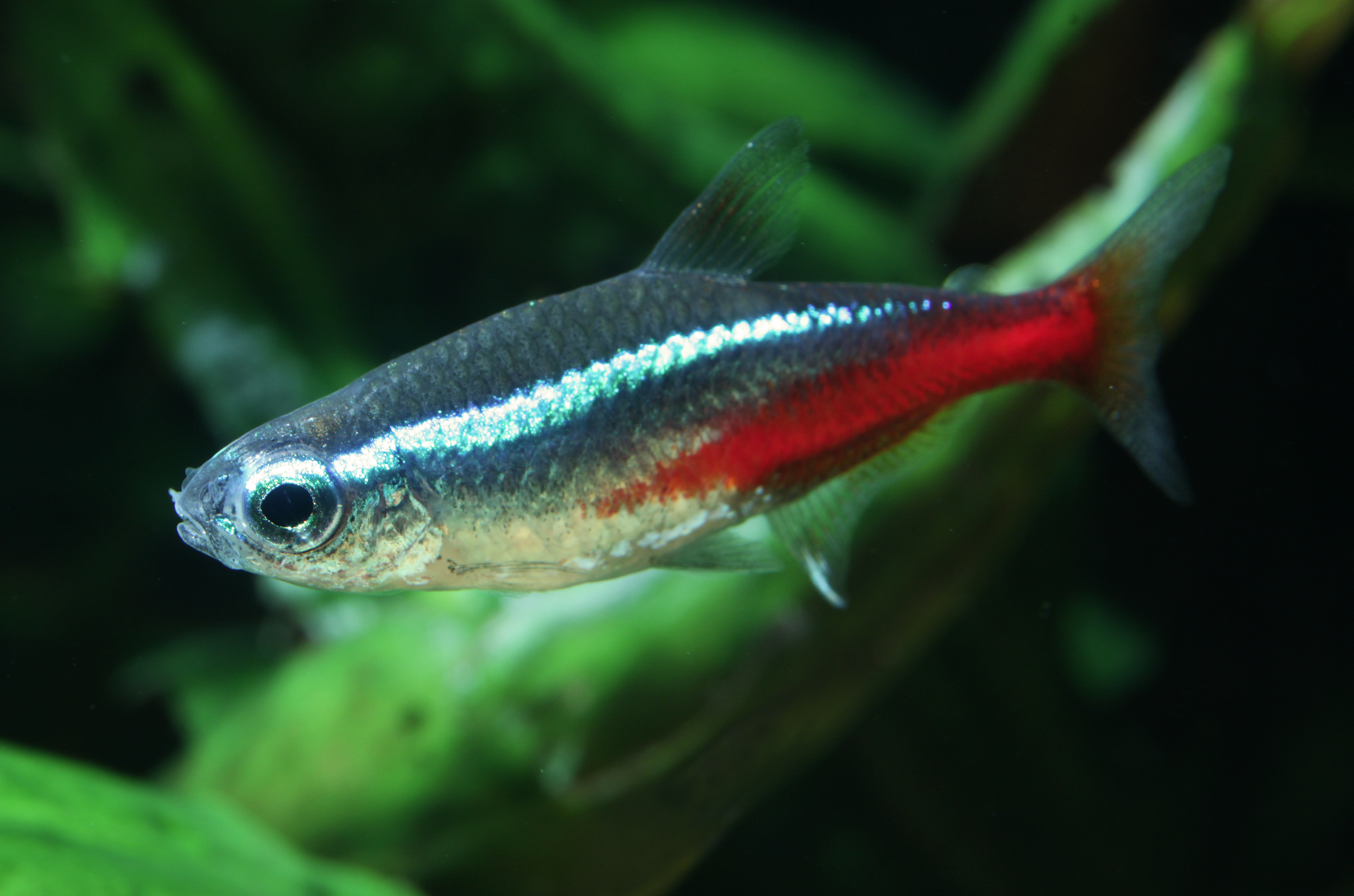 Diamond Neon Tetra - Male