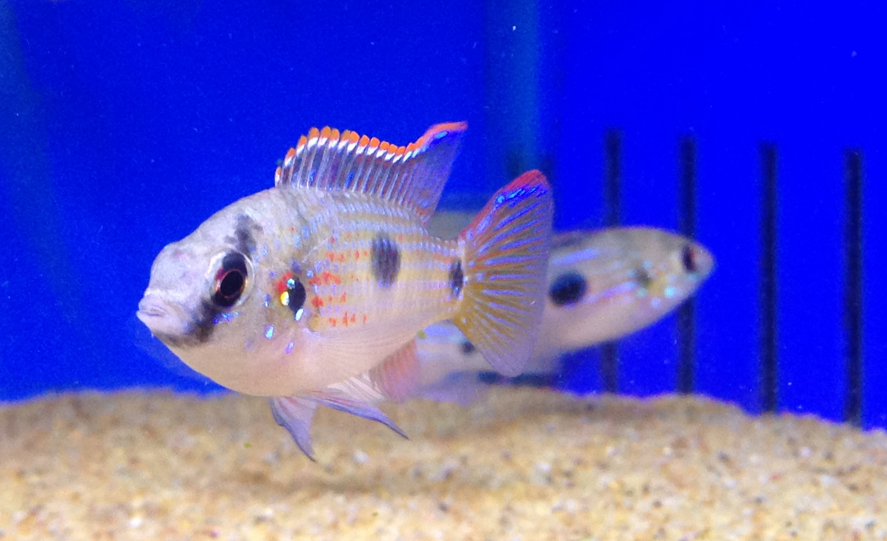 African Butterfly Cichlid