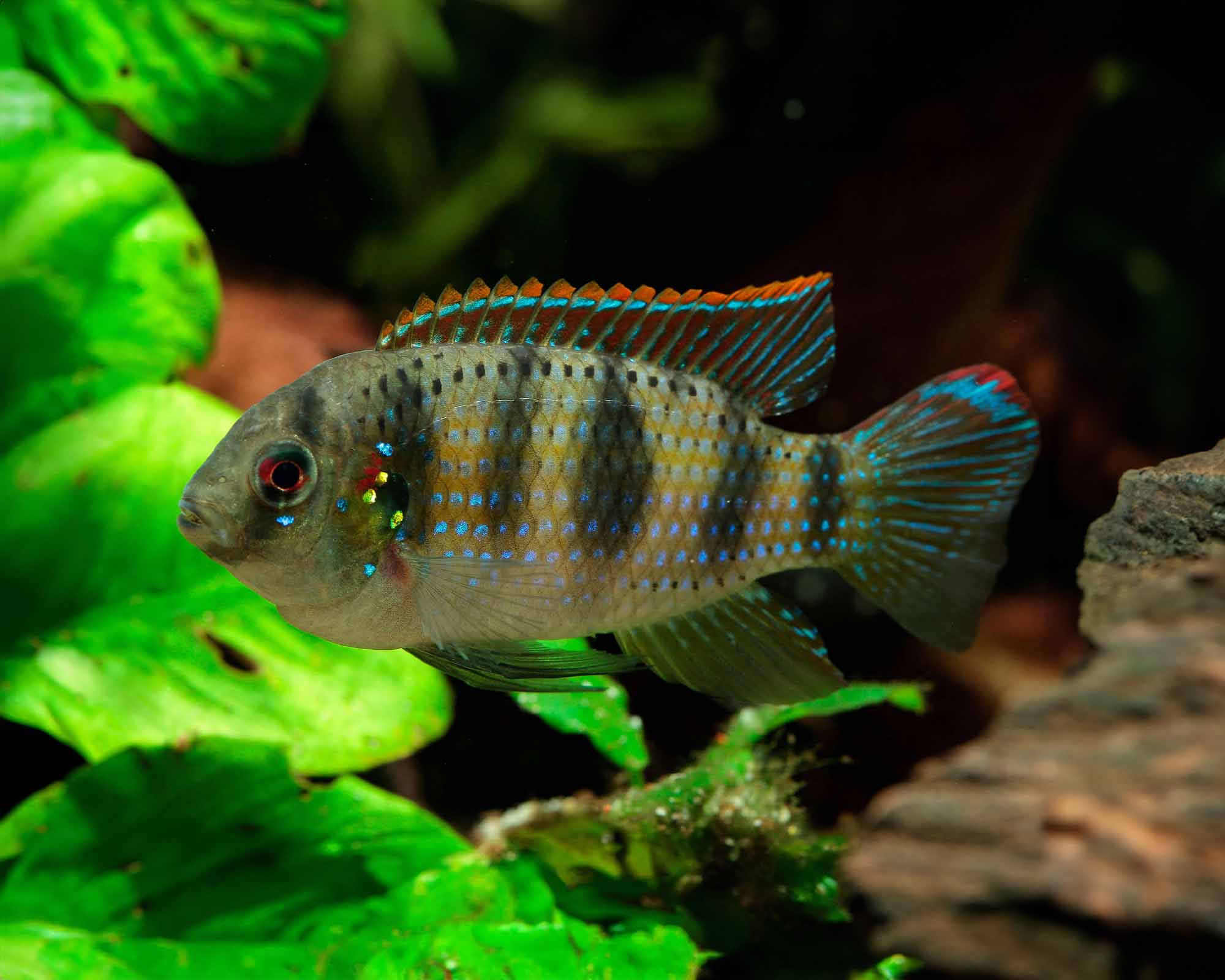 African Butterfly Cichlid - Male
