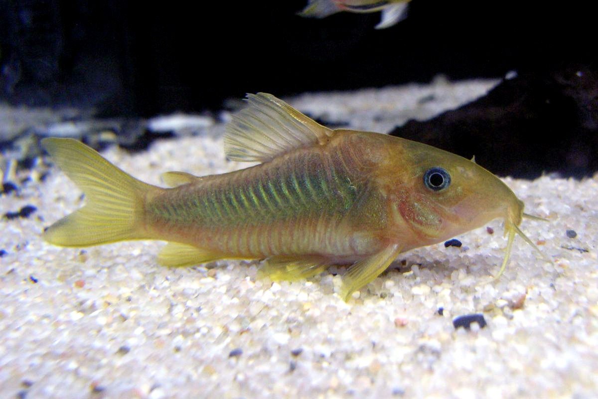 Spotback Corydoras