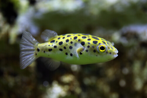 Green Spotted Pufferfish