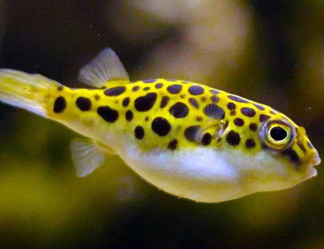 Green Spotted Pufferfish - Male