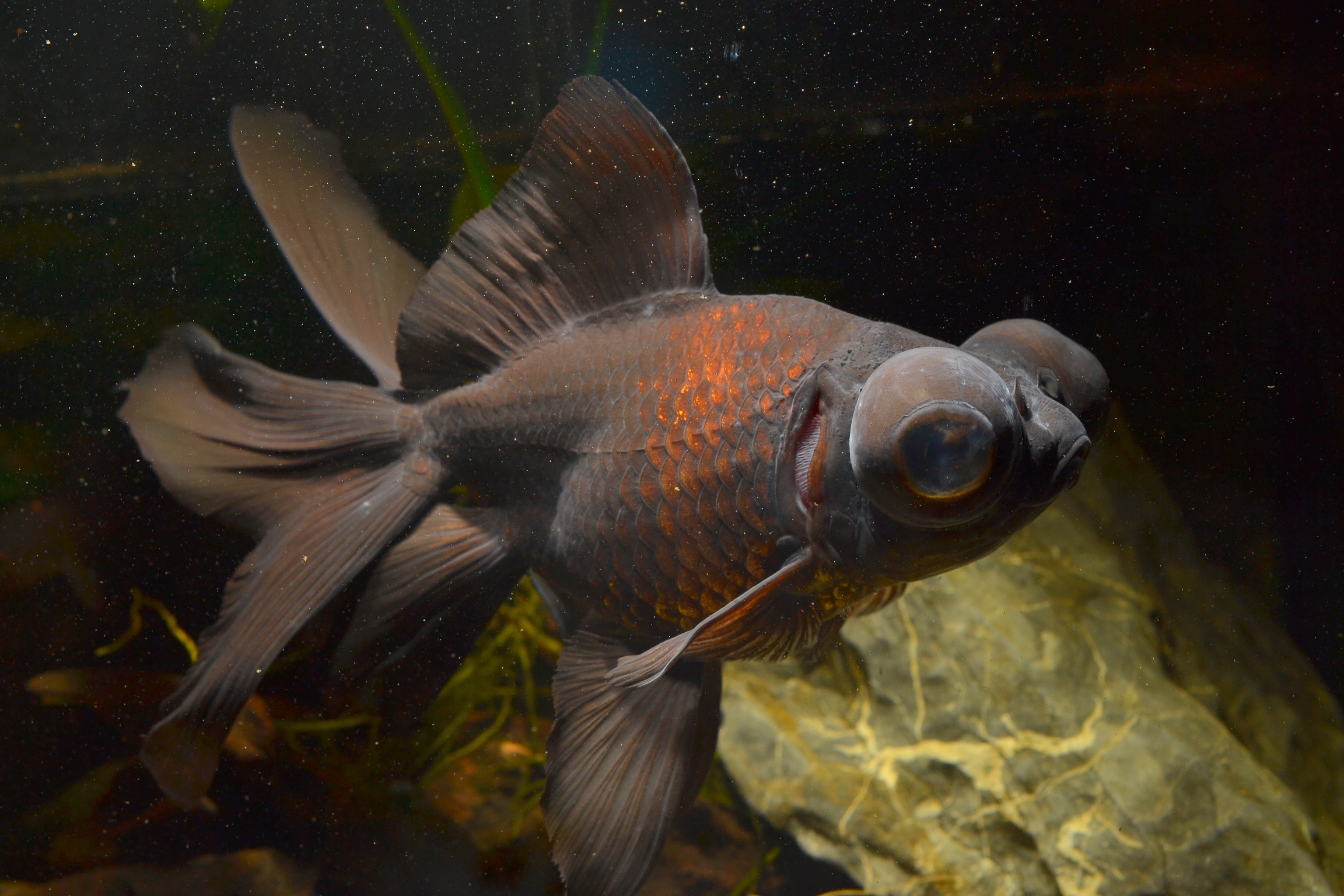Black Moor GoldFish - Male