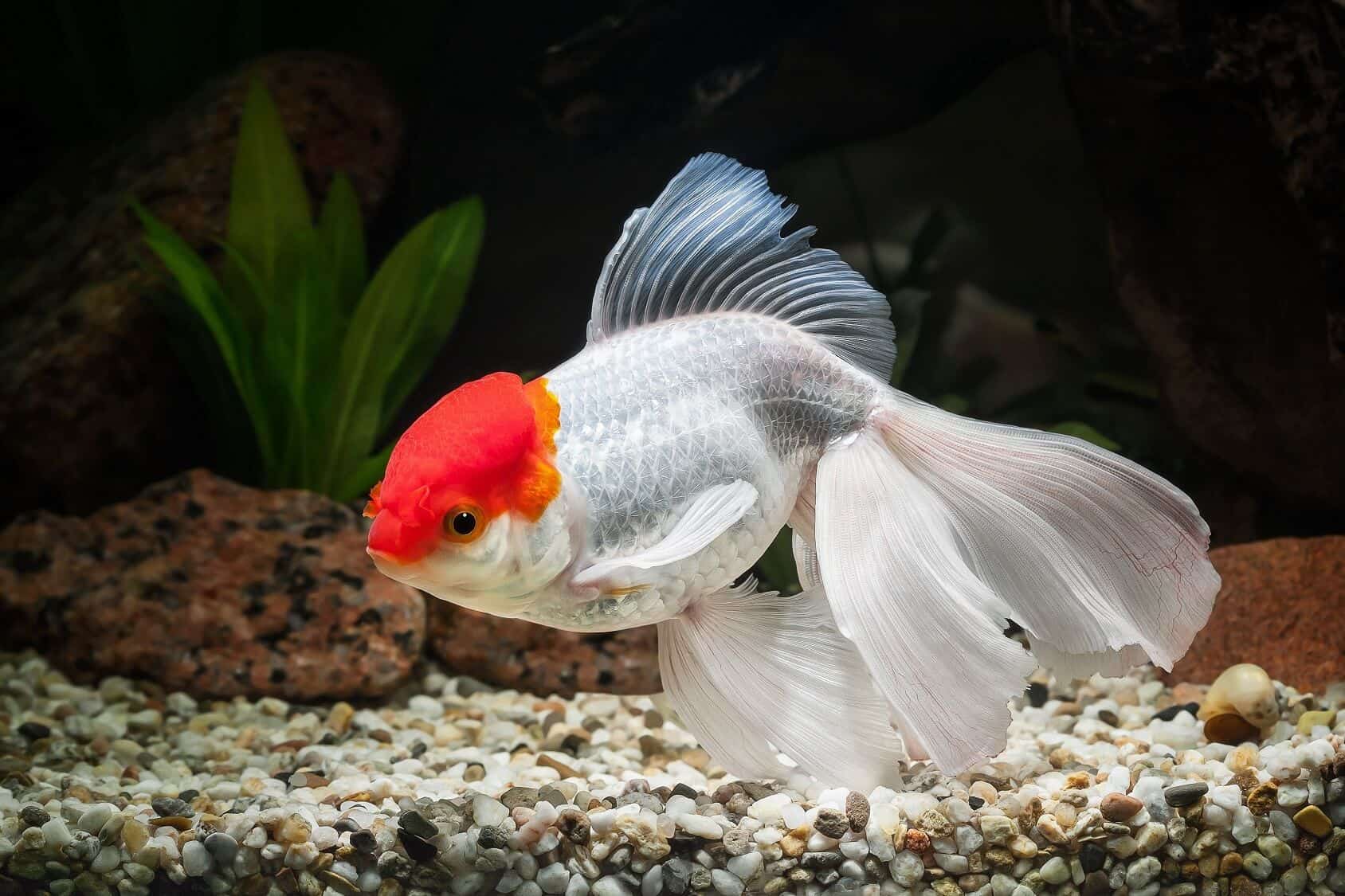 Oranda Goldfish
