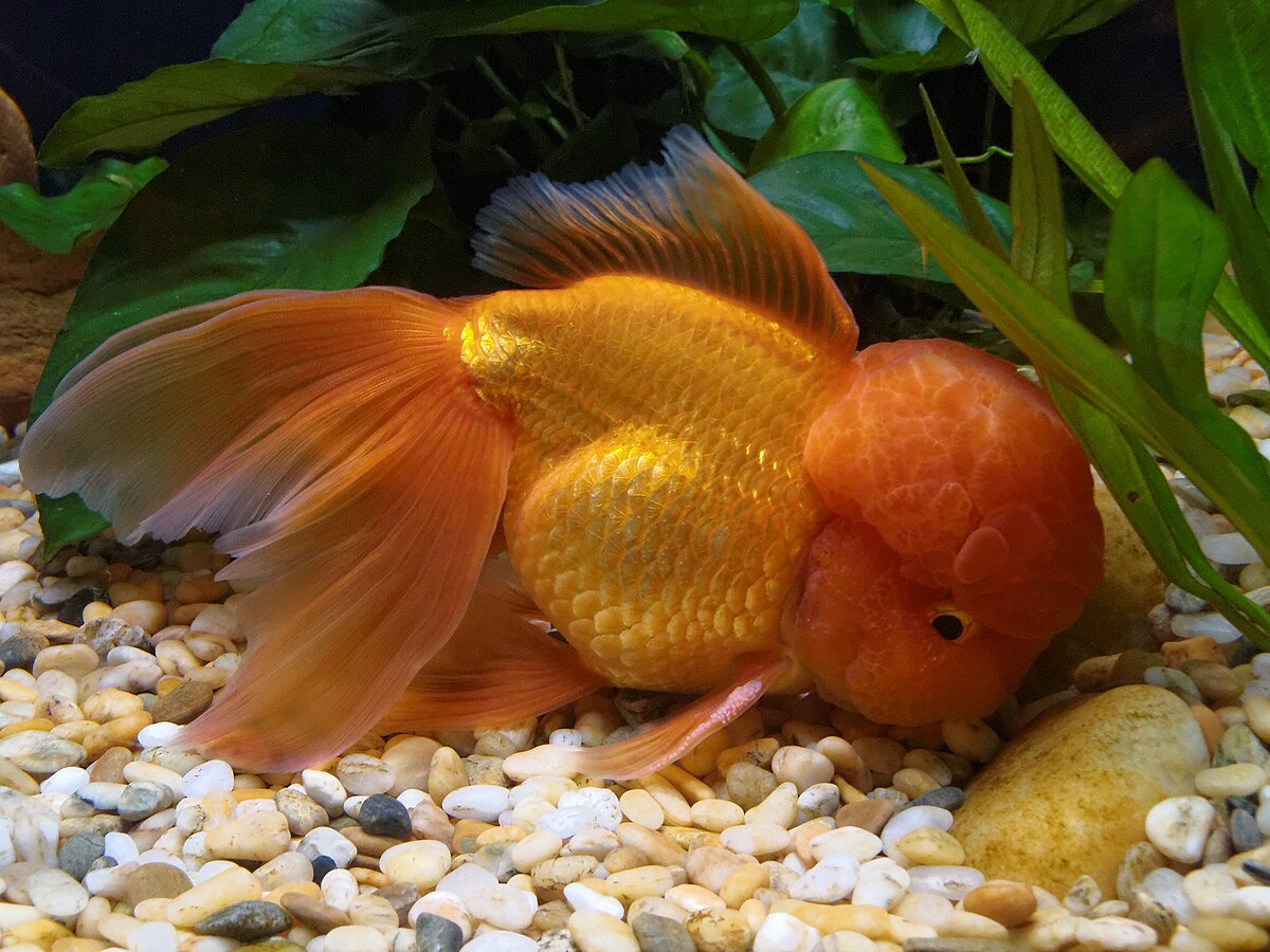 Oranda Goldfish - Male