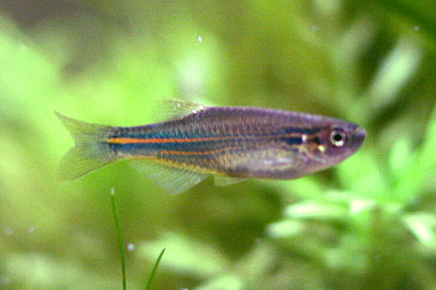 Blue Danio - Male