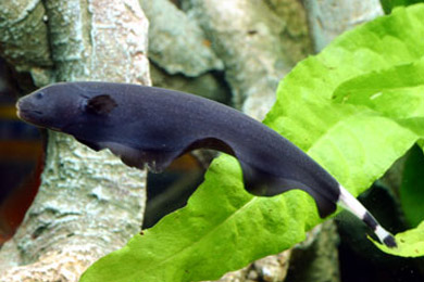 Black Ghost Knifefish - Male