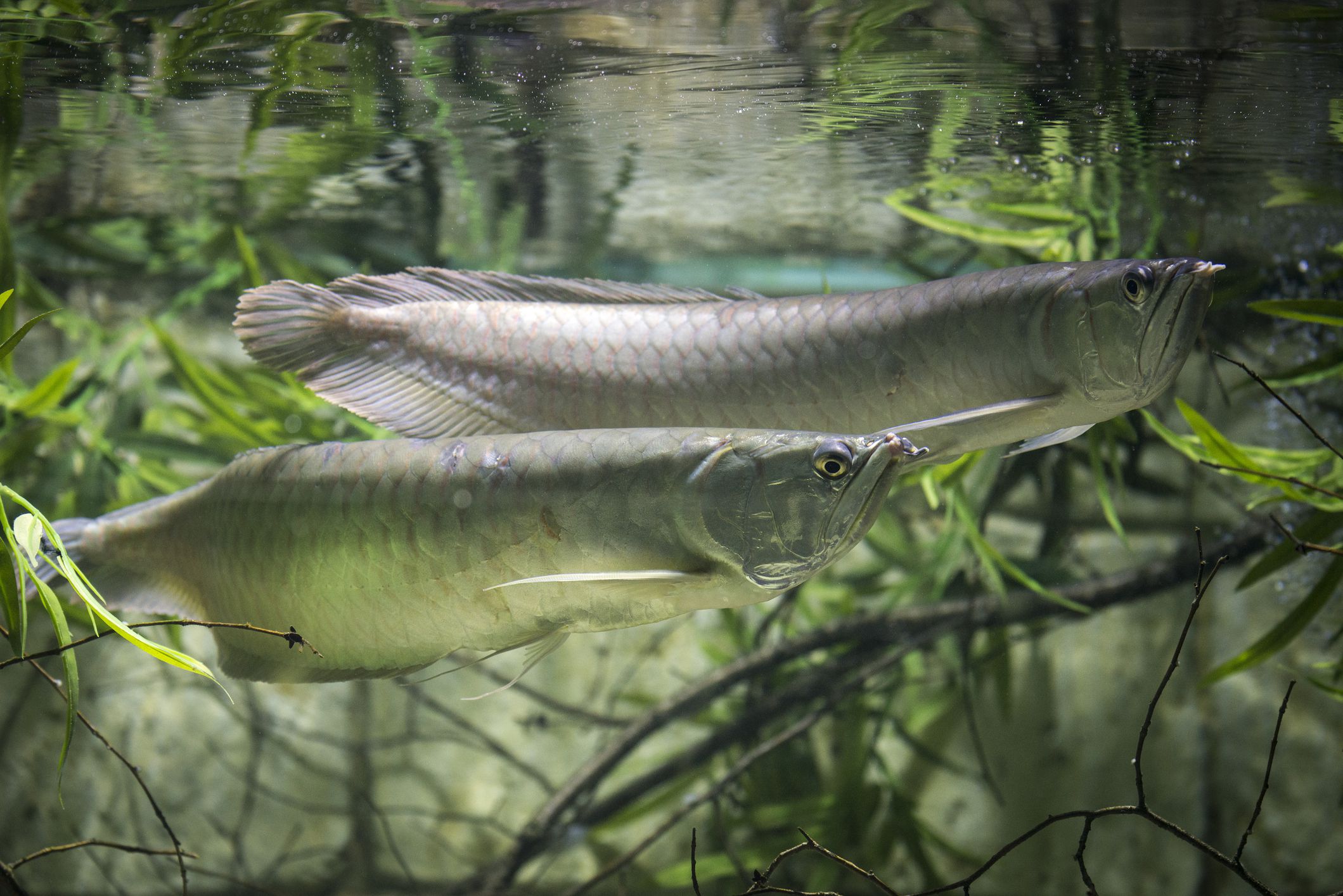 Silver Arowana - Male
