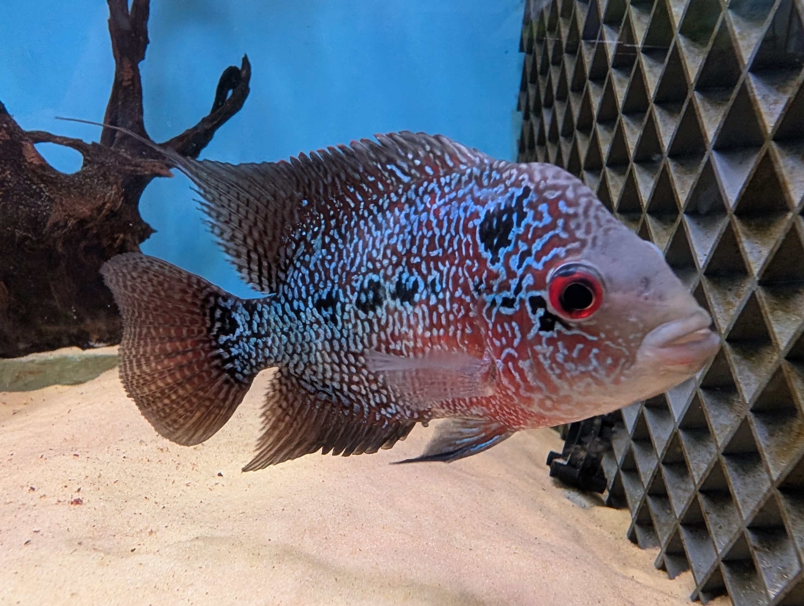 Flowerhorn Cichlid
