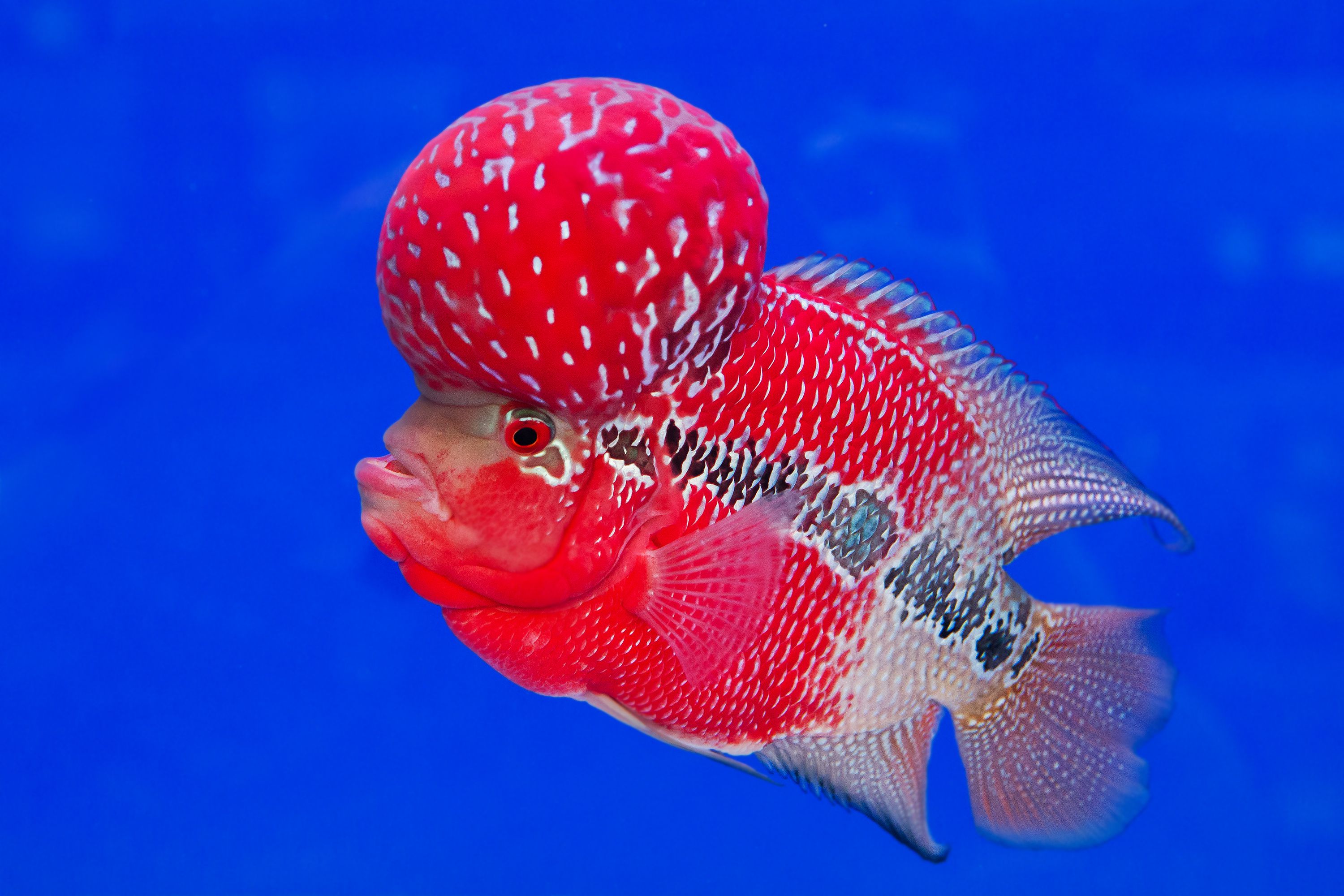 Flowerhorn Cichlid - Male