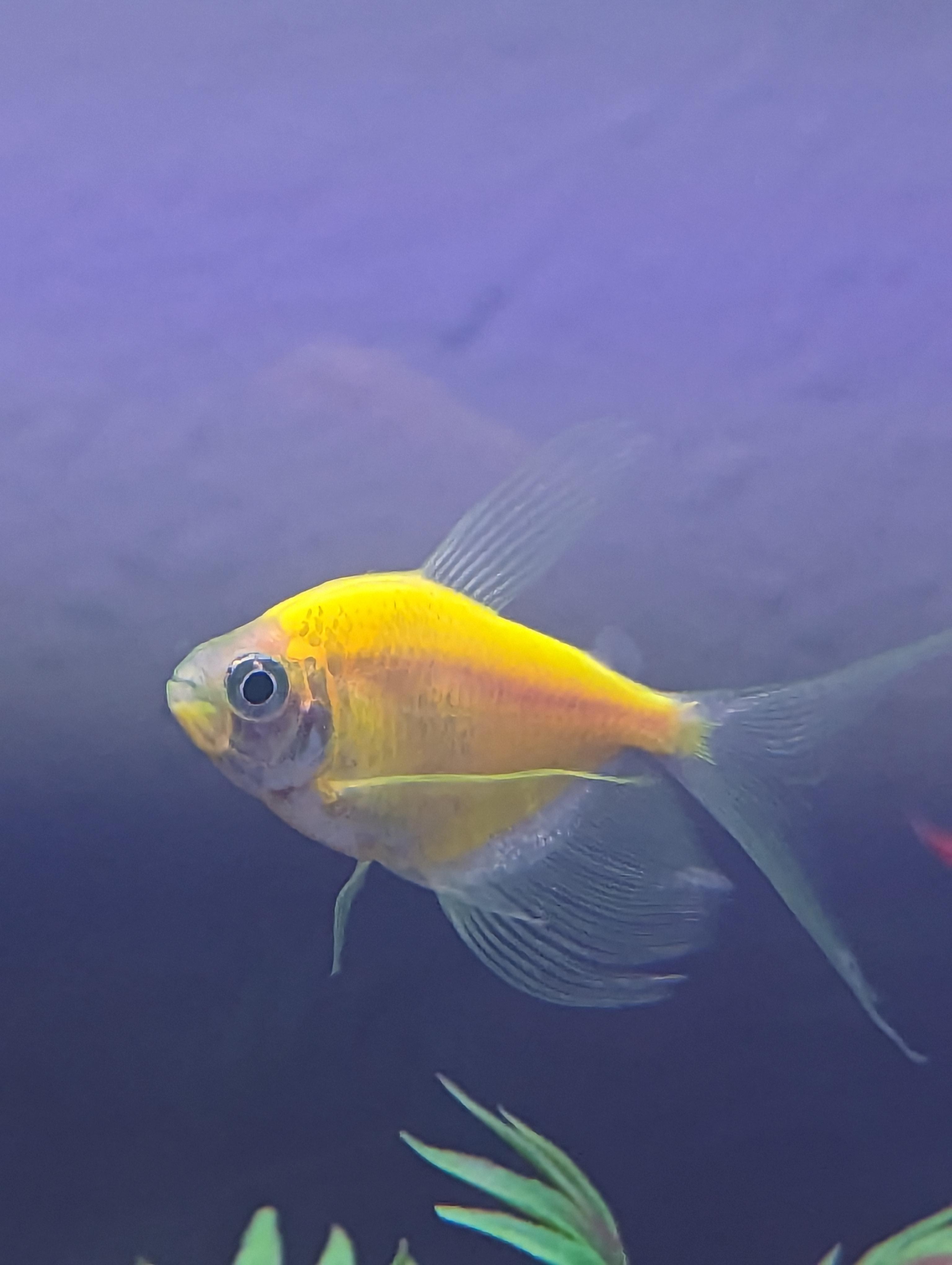 GloFish Tetra
