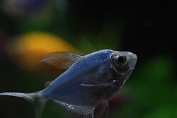GloFish Tetra - Male