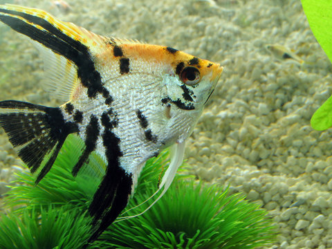 Angelfish