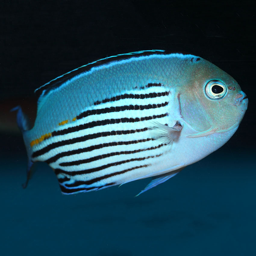 Angelfish - Male