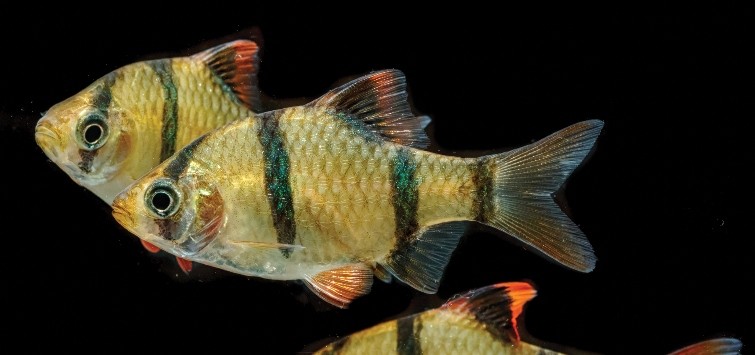 Tiger Barb