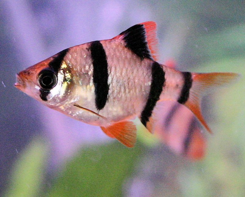 Tiger Barb - Male