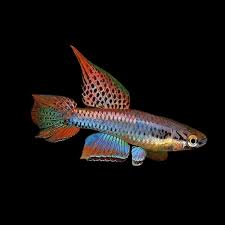 Two Stripe Lyretail Killifish