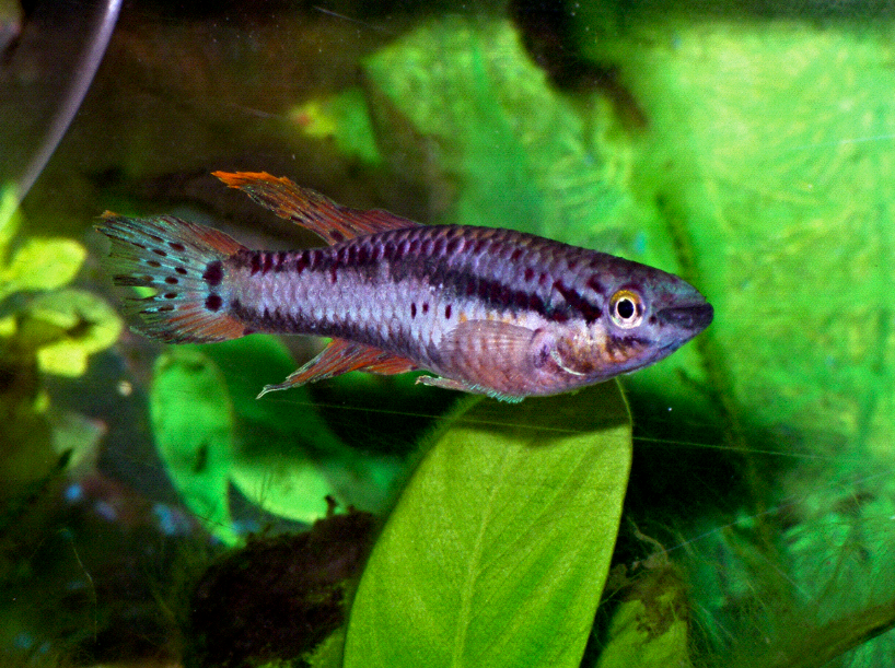 Two Stripe Lyretail Killifish - Male
