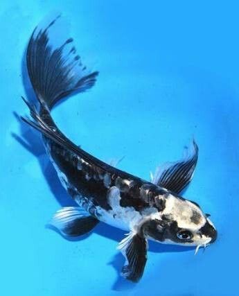 Butterfly Koi - Male