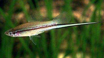 Swordtail