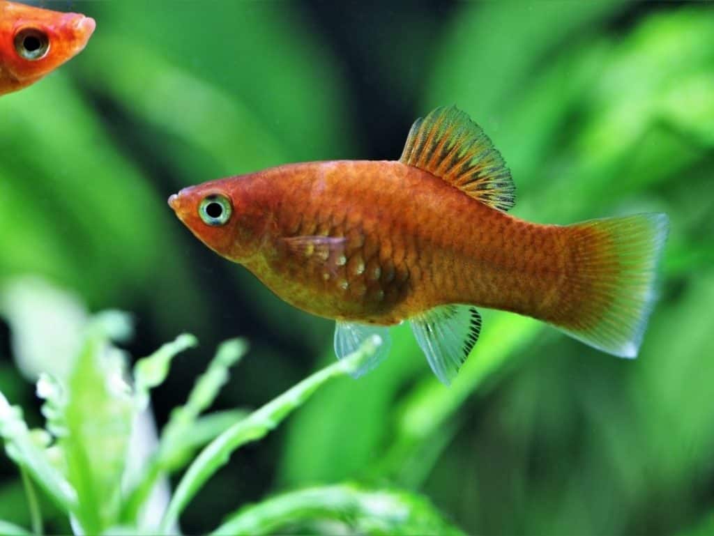 Platy Fish