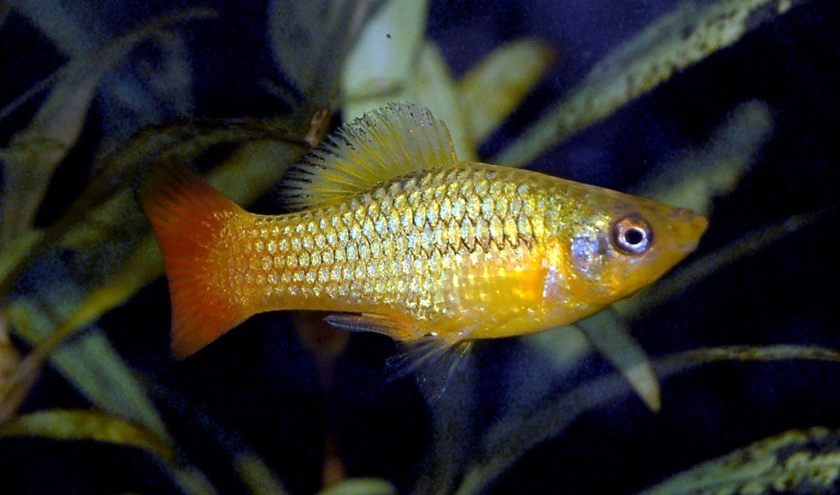 Platy Fish - Male