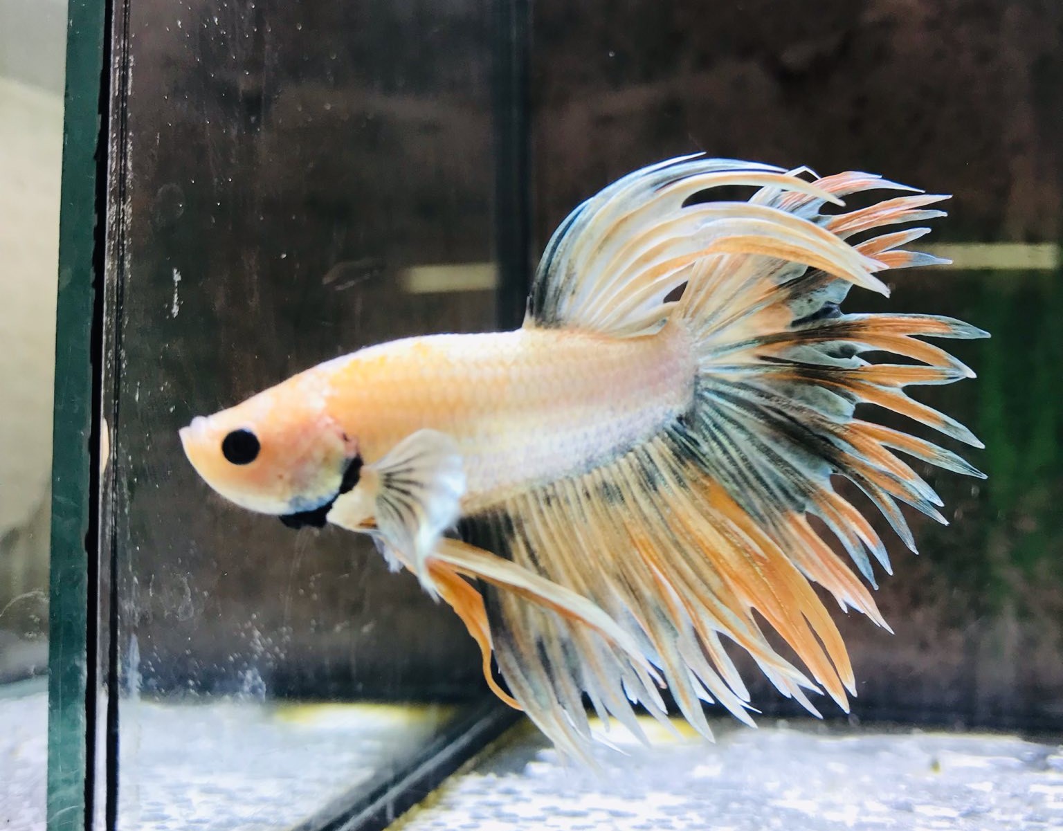 Crown Tail Betta - Male