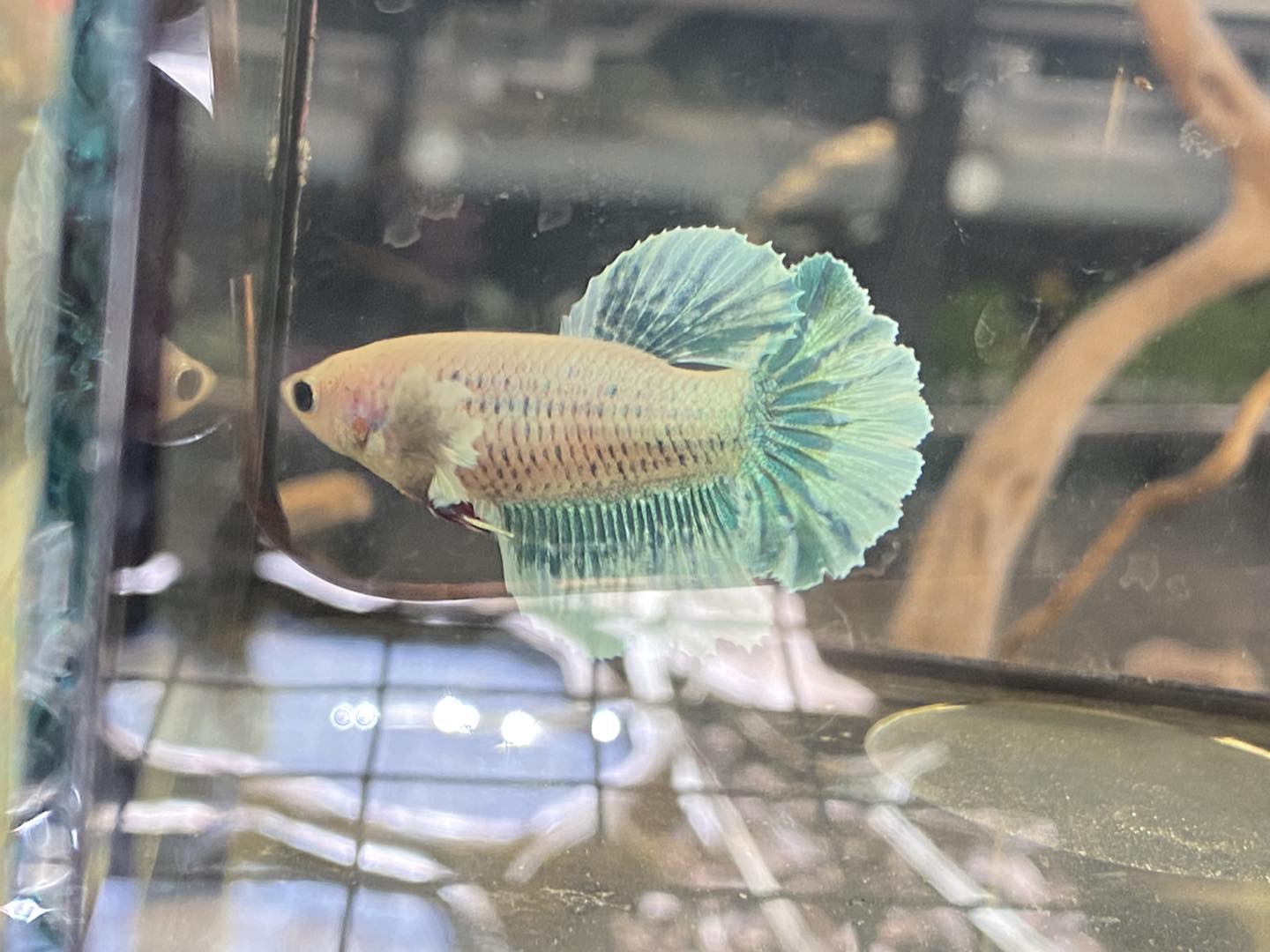 Halfmoon Betta
