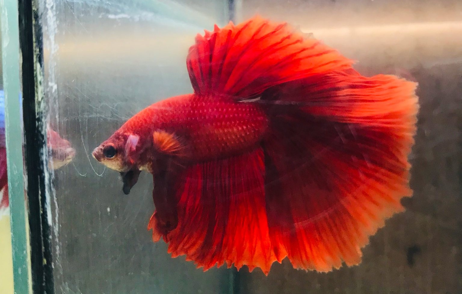 Halfmoon Betta - Male
