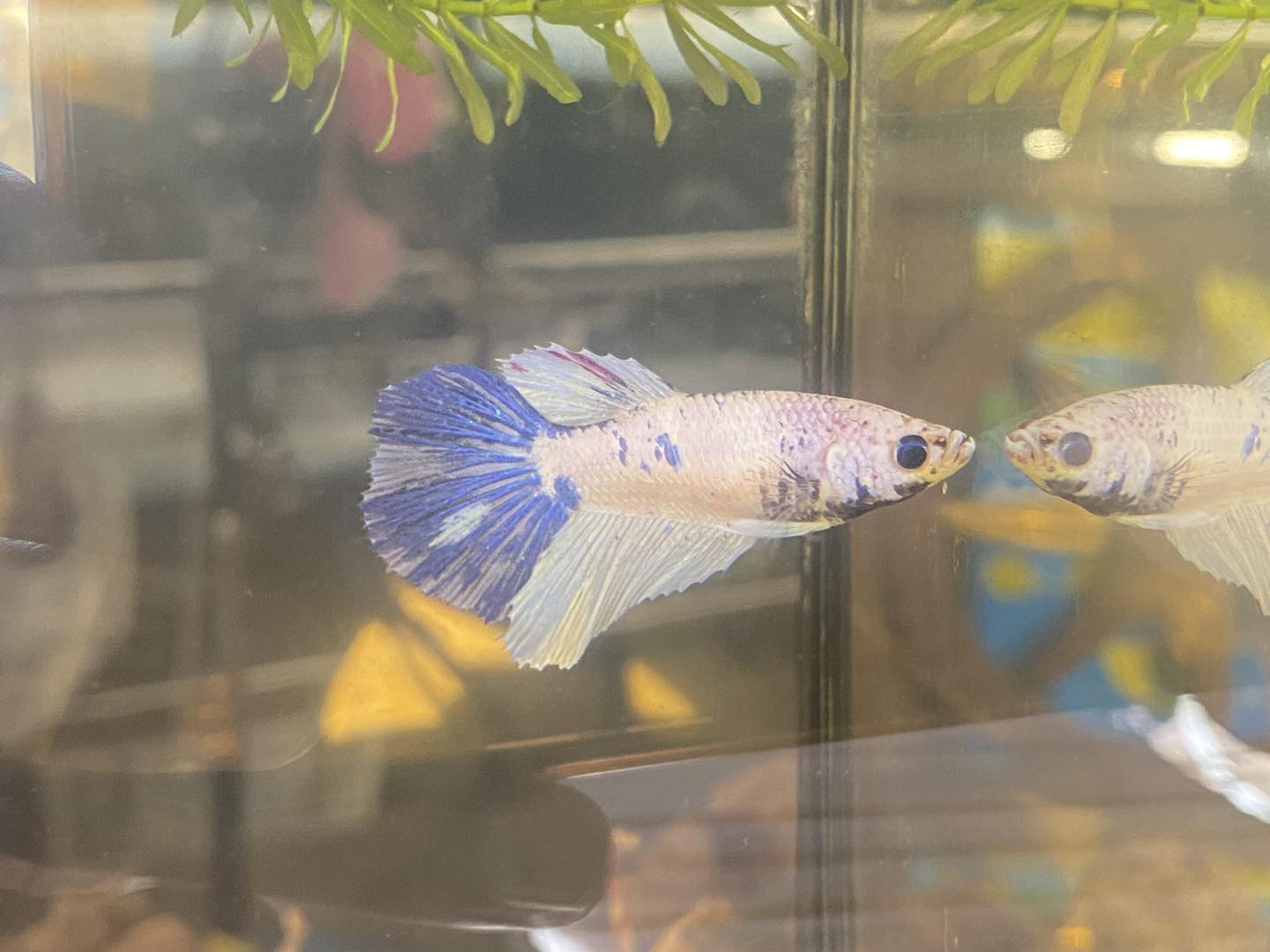 Bicolor Betta